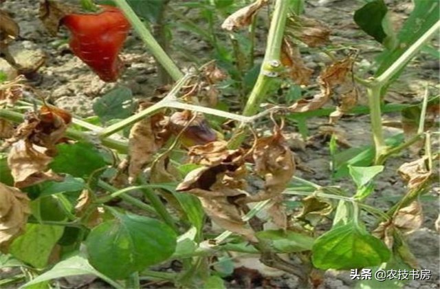 辣椒病害图片与防治辣椒黄叶,大棚辣椒病虫害防治