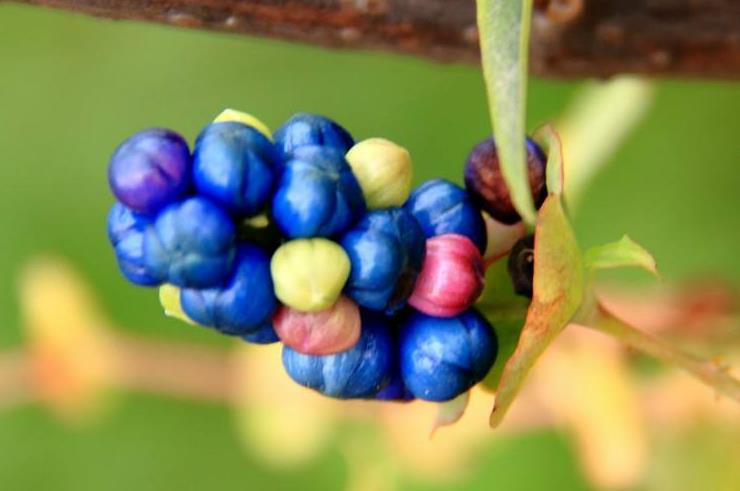 农村治毒蛇草药,毒蛇的克星野草