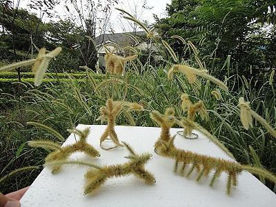 狗尾巴的草有什么用处,随处可见的狗尾巴草