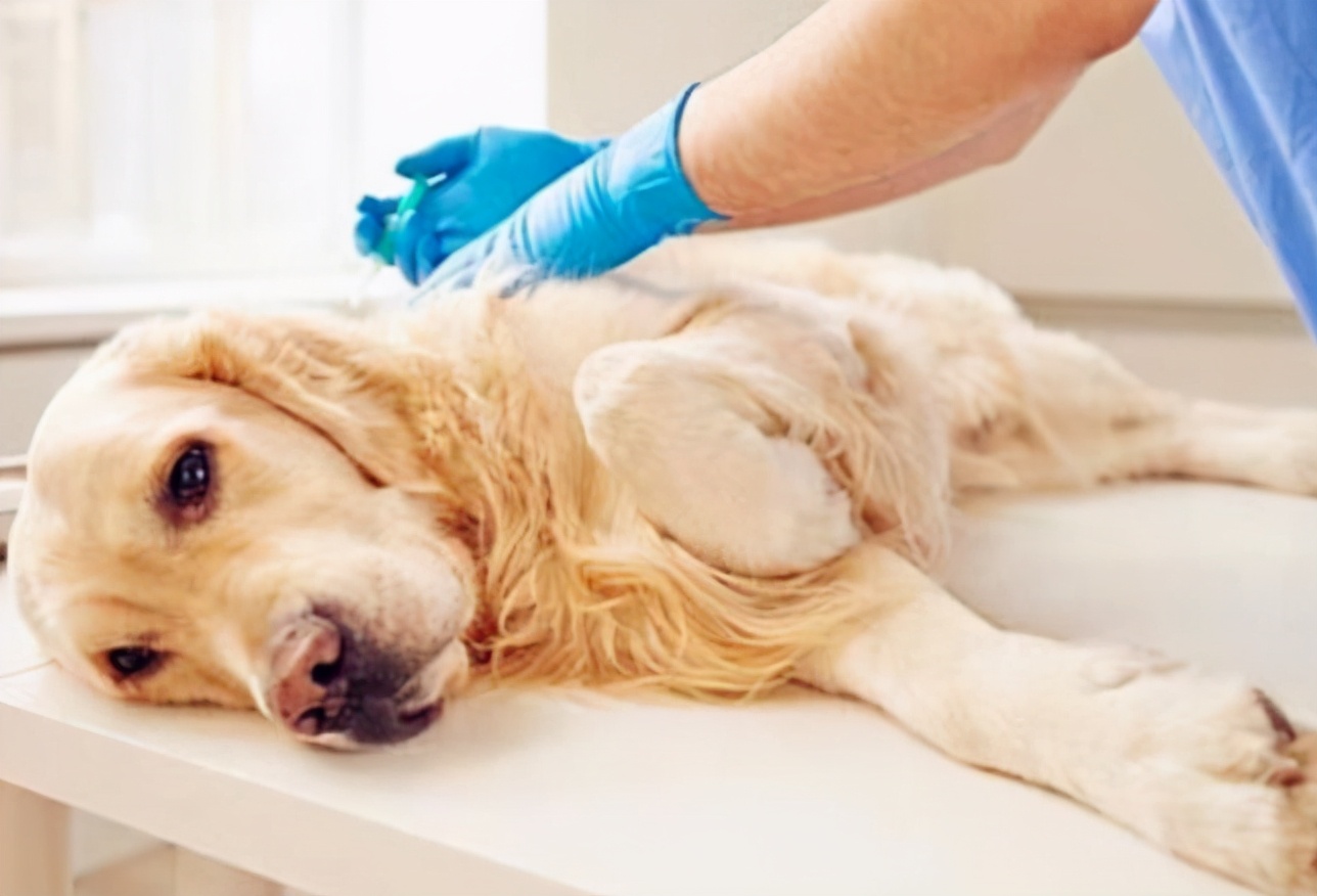 狗狗做绝育全过程,给狗狗做绝育还会乱尿吗