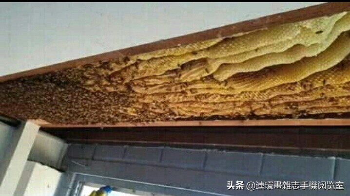 各式蜂巢,各种各样的蜂窝