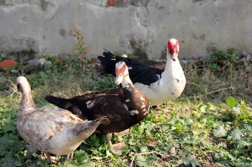 你认识吗丁啉,你认识吗