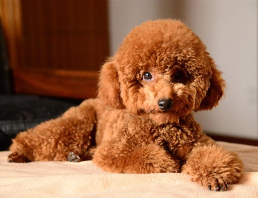 泰迪毛发枯燥,泰迪毛发不好该怎么改善