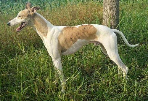 怎么养细犬,为什么越来越多人养中国细犬