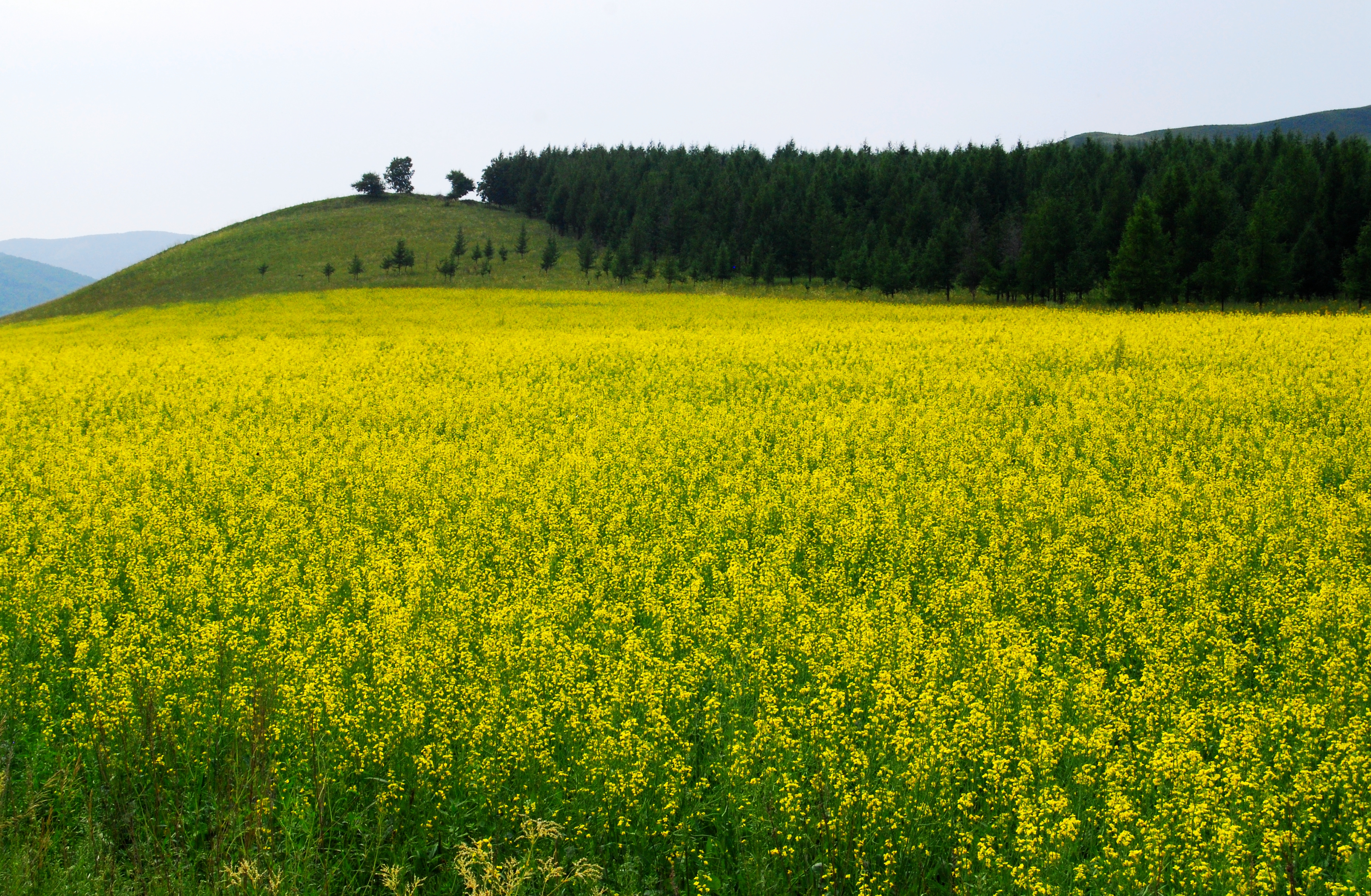 一辆车，从东乌旗沿中蒙边境公路到阿尔山，漫长边关寻迹历史遗存