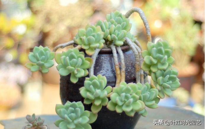 多肉老桩大科普,贱卖老桩可以买?性价比大揭秘!