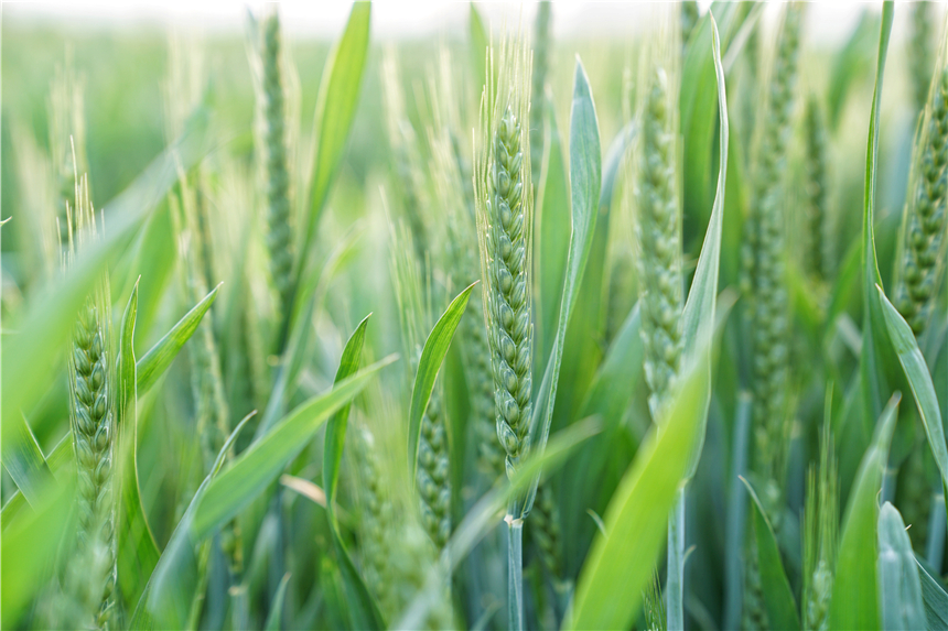我和宿州有个约会,一场花事,一次慢旅行,探寻最烟火的宿州味道