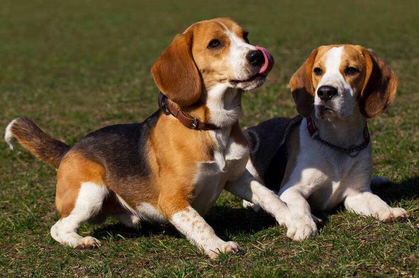 “战斗力爆表”的5种狗狗,狗狗中哪些狗既听话又乖巧