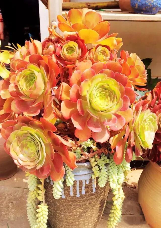 多肉法师韶羞现在能摘心吗,韶羞法师和荷兰玫瑰法师的区别