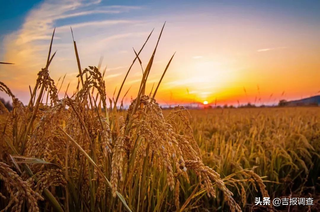 吉尼斯之最,吉尼斯之最视频
