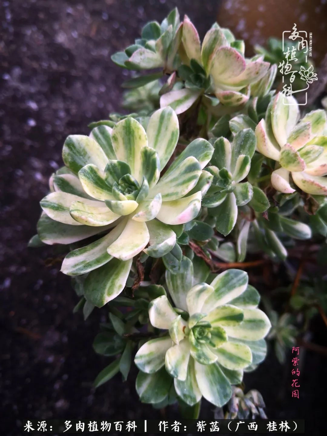 如何在夏天买的多肉度夏,多肉度夏好帮手