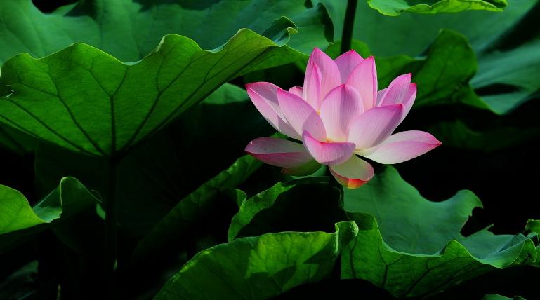 荷叶茶降血脂的方法,荷叶降压降脂吗