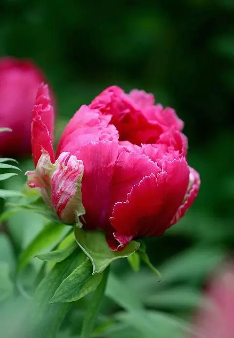 中国十大名花惊艳千年,中国十大名花美极了