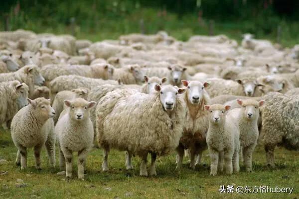 美国如何在全世界剪羊毛,美国是如何剪羊毛的