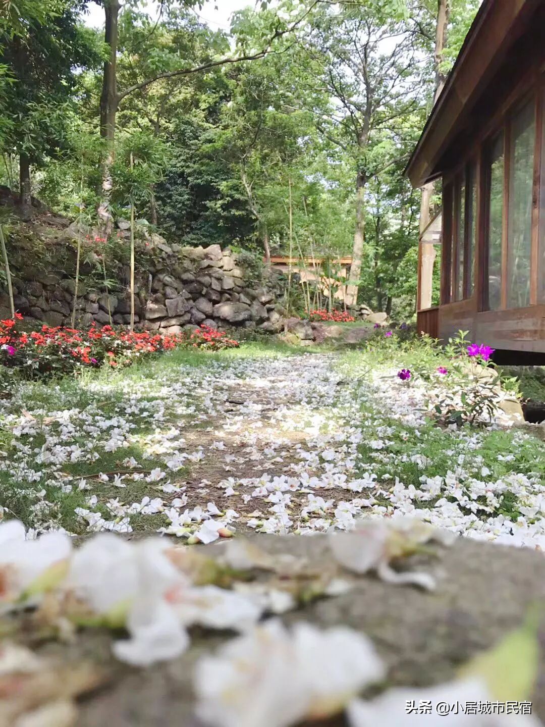 从化旅游景点大全樱花,从化樱花旅游景点