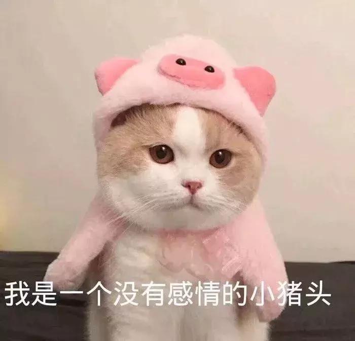 养了九年的猫突然对我有攻击性,养了两年的猫对我特别防备