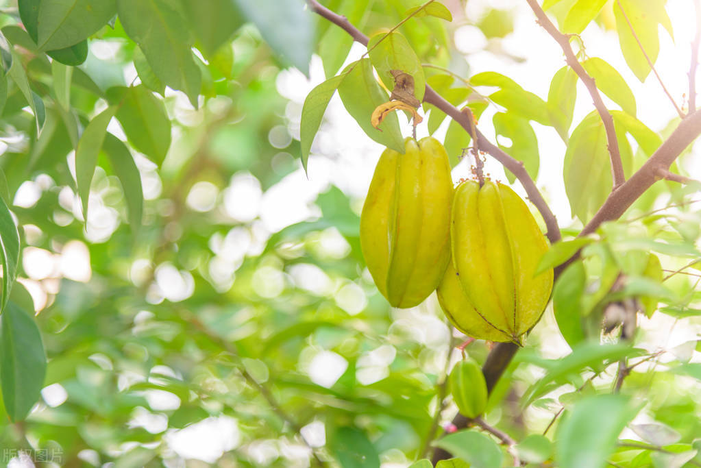 杨桃致命风险,杨桃不能与什么水果同吃