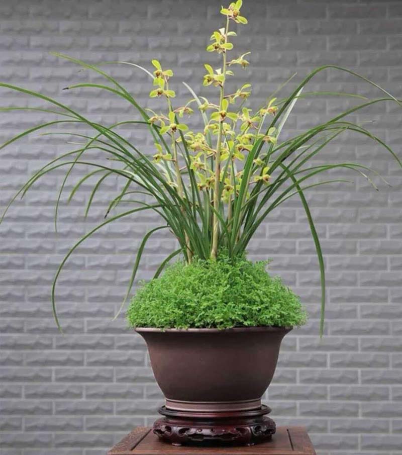 养兰花湿度和温度产生矛盾怎么办,小妙招解决兰花浇水大难题