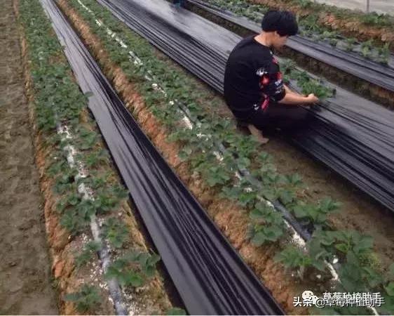 这个季节草莓怎么养护,3月草莓如何增甜