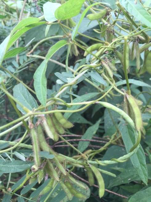 中药马料豆图片,野料豆图片