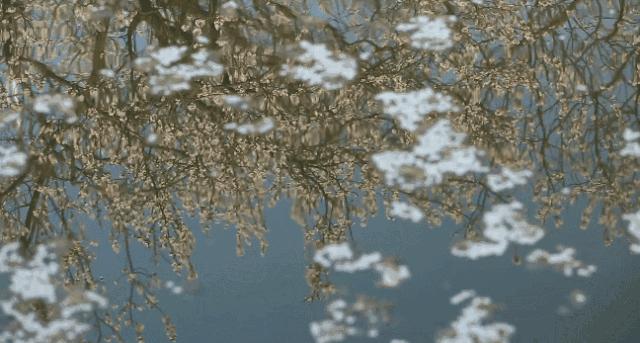 清明节寄托哀思的图片,清明节缅怀亲人寄哀思