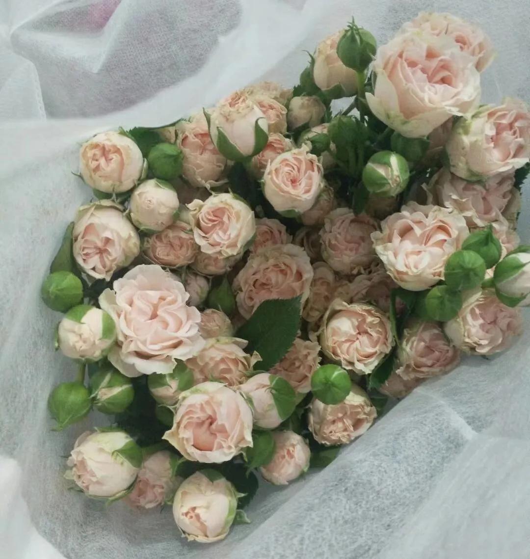 100种玫瑰之61浪漫泡泡