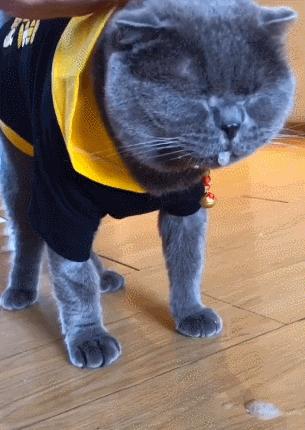 猫咪中毒开始抽筋要怎么抢救,猫咪天堂鸟中毒怎么处理