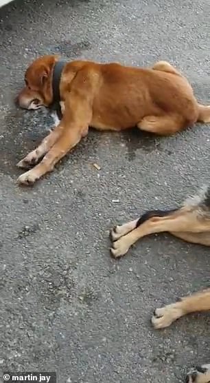 狗感染病毒遭遗弃,狗狗病毒感染死亡