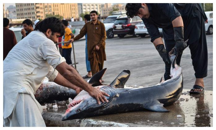 迪拜的老百姓平时吃什么,迪拜都吃什么