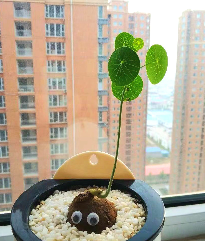 刷屏级花草，我也就拿着手机看了一下午而已！