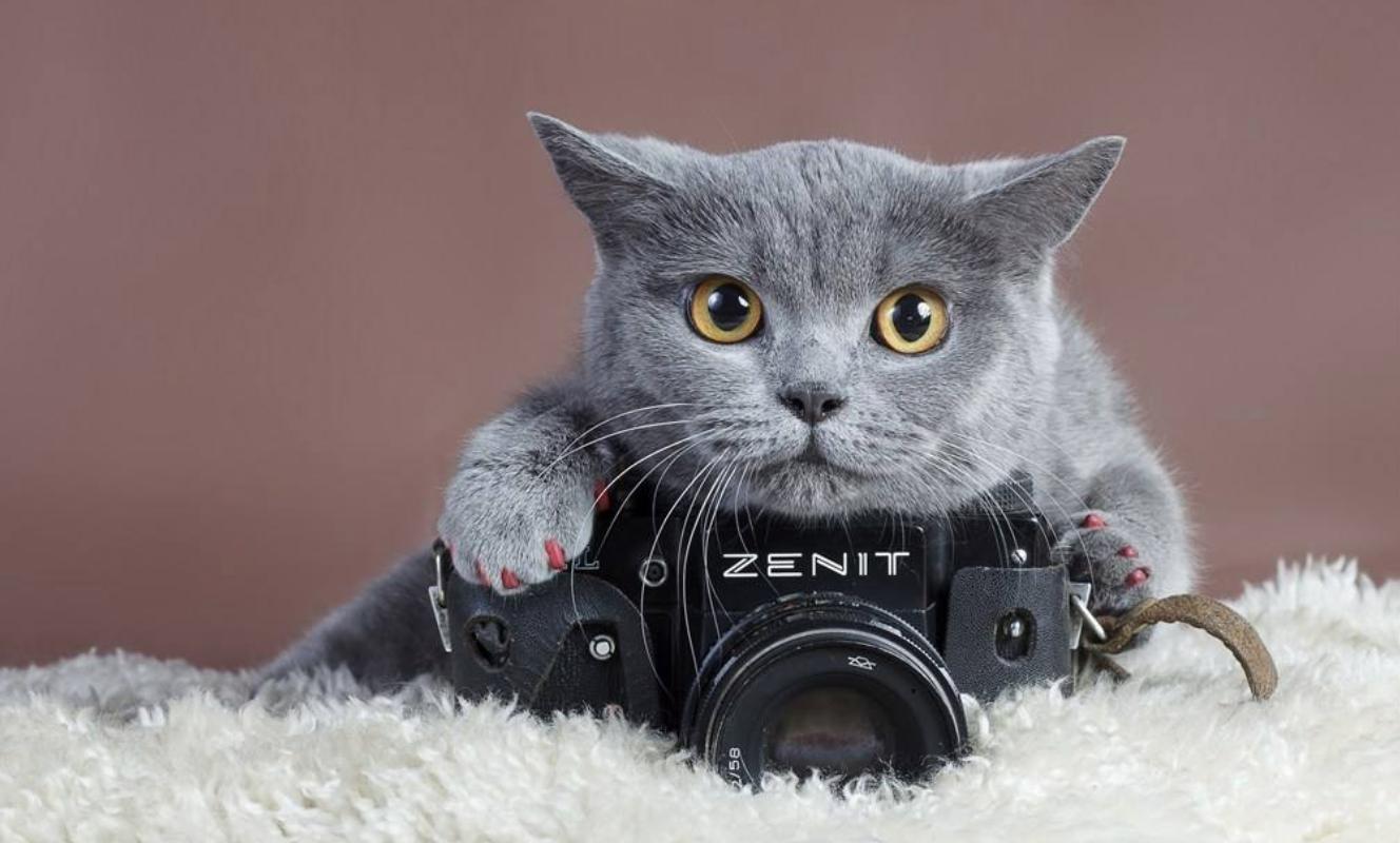 猫咪发神经跳跃,猫咪发神经