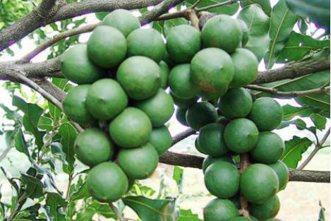 花生和核桃生长过程,核桃样子的坚果