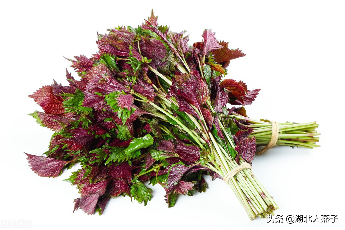 常见野菜的种类和图片大全 (各种野菜大全带图片)