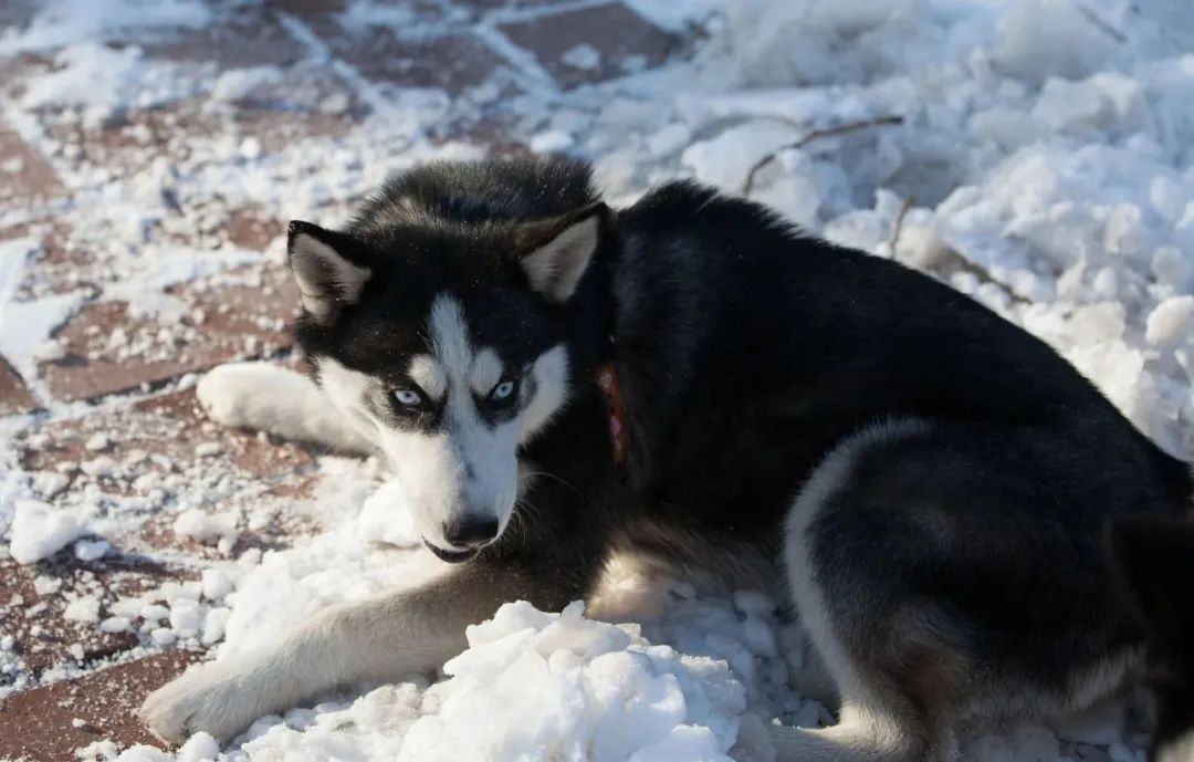 三阳哈士奇优缺点,哈士奇优缺点有哪些