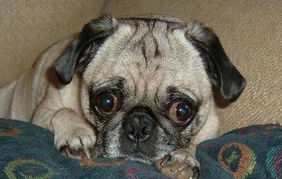 巴哥怎么养健康,怎么给巴哥快速补充营养