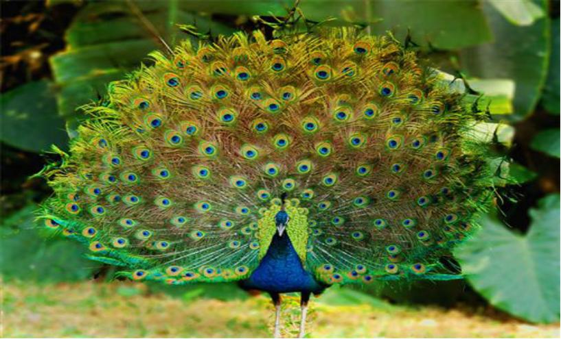 孔雀线描小学生一等奖画大全,黑色卡纸高光笔线描创意画孔雀