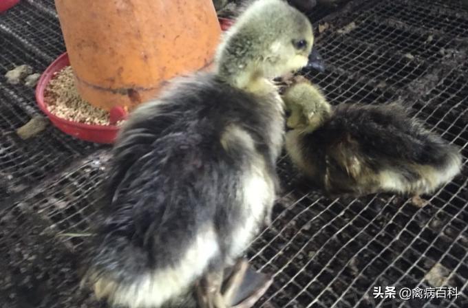 鸡鸭鹅生病了怎么治疗,鸡鸭鹅肿脚病