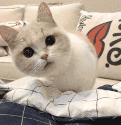 红岭中学可以走读吗,深圳红岭中学优缺点