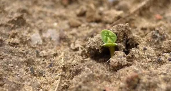 淘米水浇花招虫子吗,淘米水浇花会臭吗