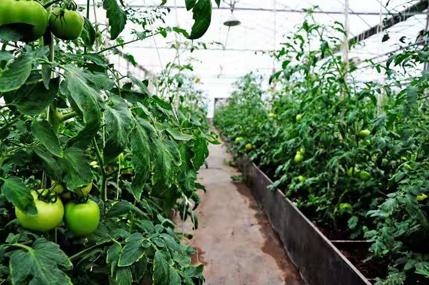 冬季塑料大棚适合种植什么蔬菜,冬季大棚种植什么蔬菜销路好