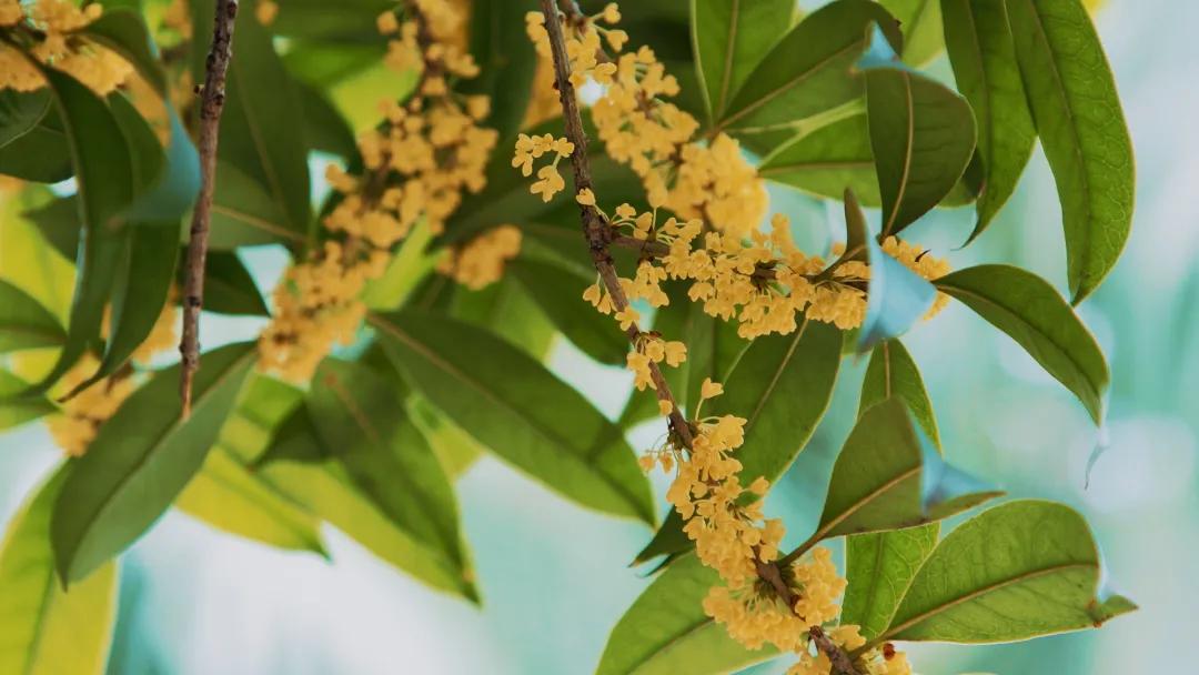 双流，我被你香醒了