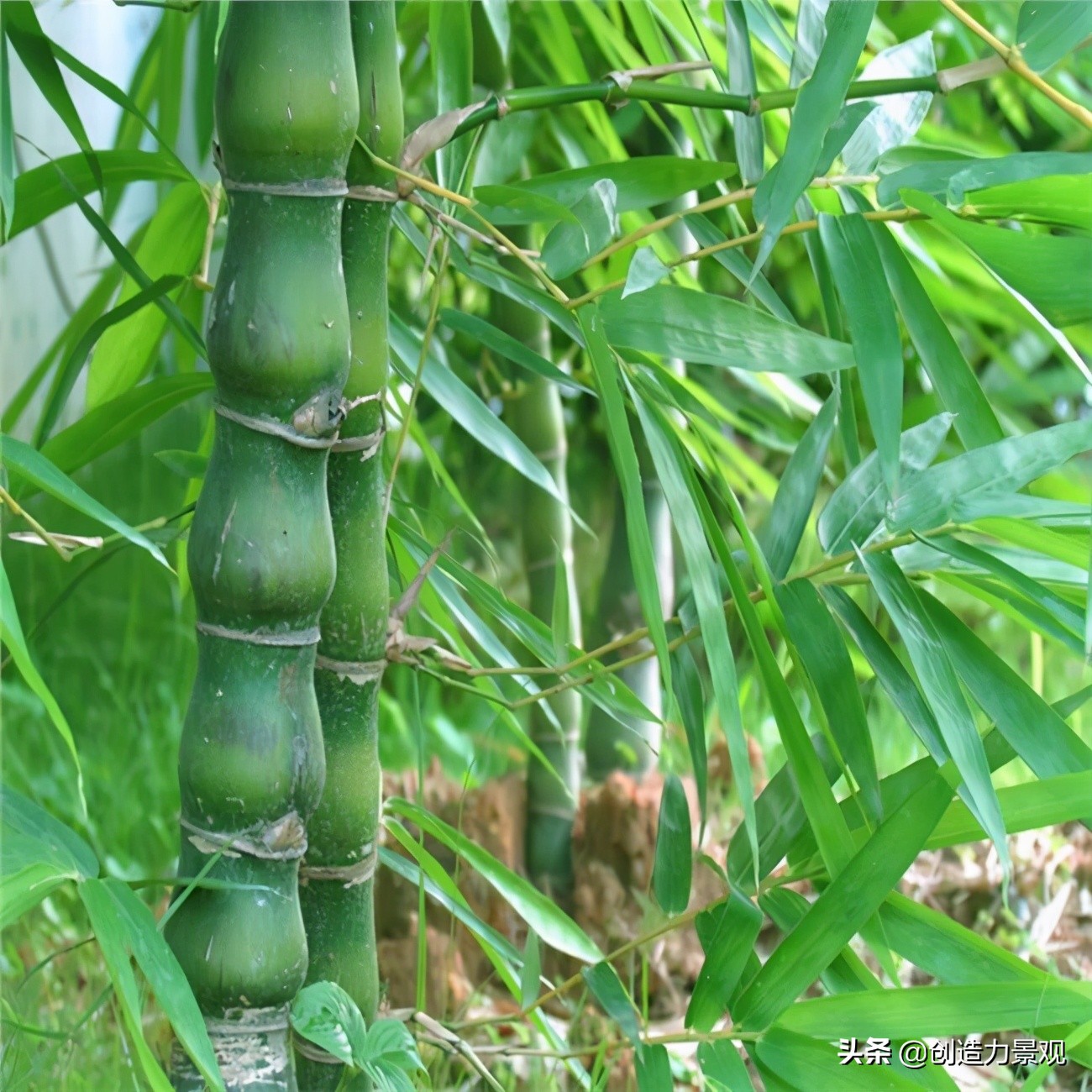 南方庭院种植什么竹子品种最好,庭院适合种什么竹子可以做隔断