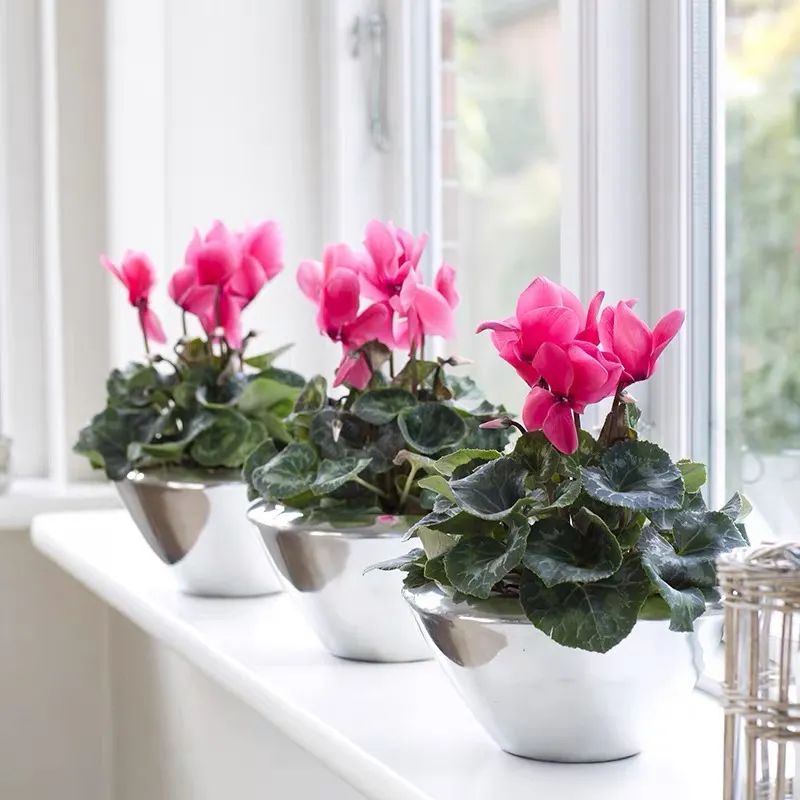 养仙客来注意事项,怎样才能让仙客来叶绿花红