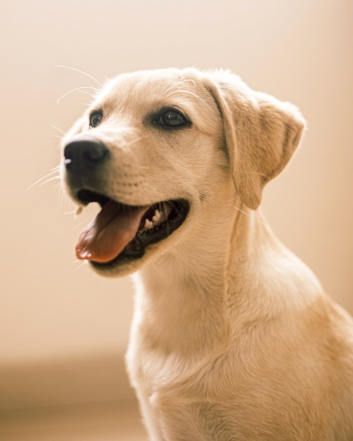 足球就是娱乐,足球不是娱乐而是信仰