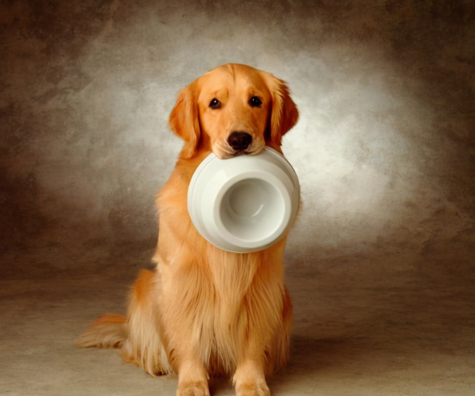 金毛犬怎么挑选纯不纯,金毛犬要怎么挑选才是最好的