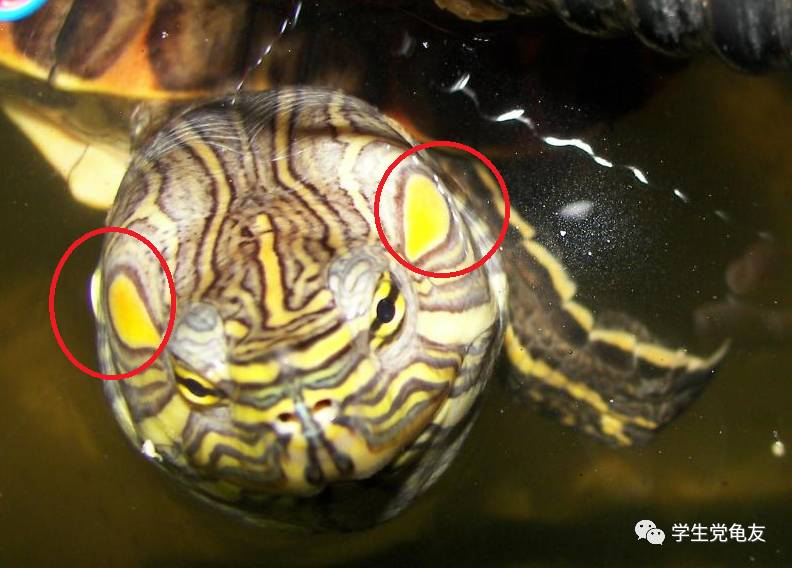 真假李逵——我们买到的“大河甜甜圈”是何许龟也?