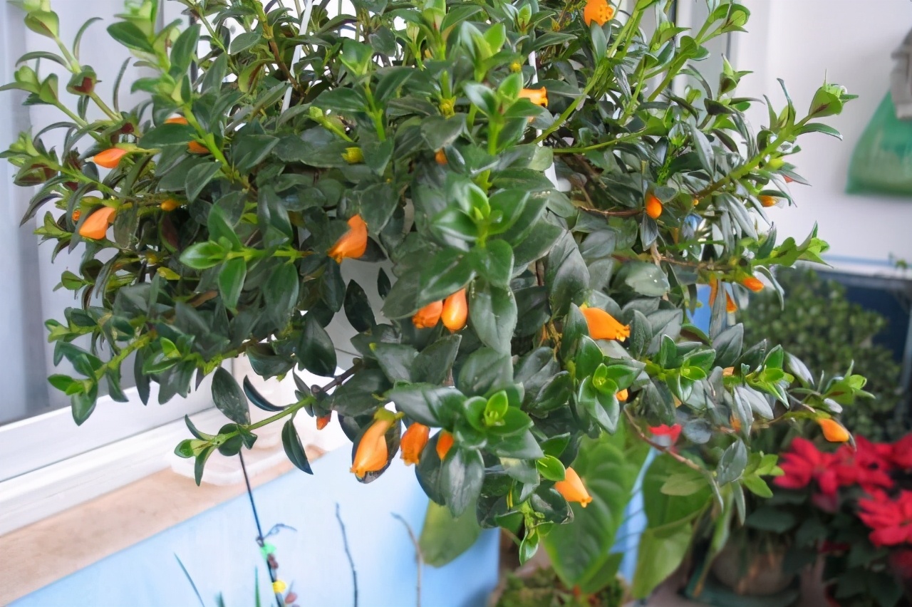 金鱼吊兰发黄最快处理方法,金鱼吊兰的生活习性和养殖方法