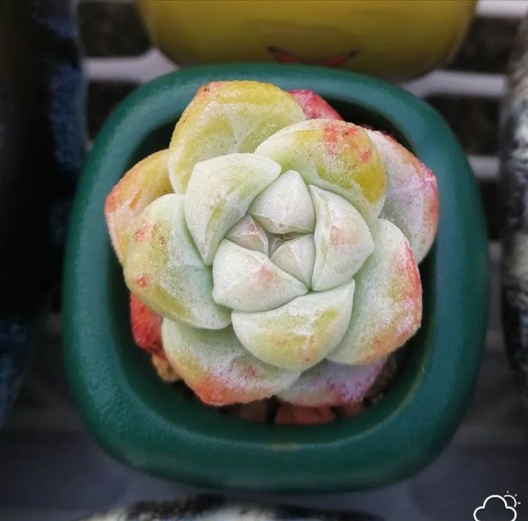 我和多肉,我与多肉