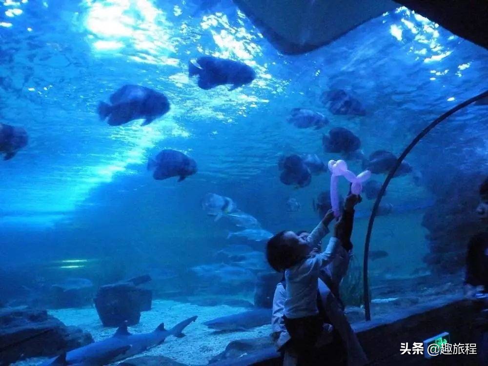 开年特惠仅需89.9元，畅游小梅沙海洋世界门票，,快抢啊!