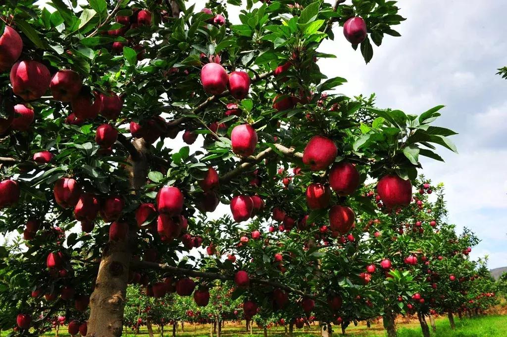 礼县红心苹果,甘肃礼县苹果丰收